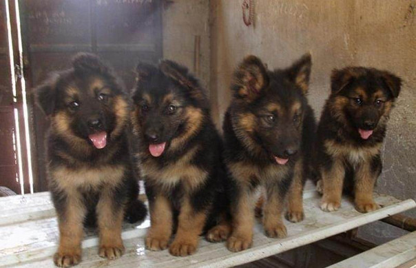 宠物店选狗的正确方法和技巧,刚在宠物市场买的狗怎么喂养