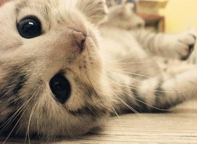 猫咪跟狗狗的生理小知识