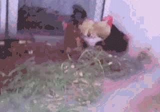 足球球迷状态搞笑gif,足球赛搞笑图片