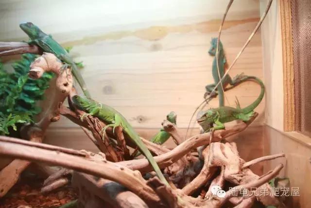 绿鬣蜥的饲养方式和技巧,绿鬣蜥的饲养方法和注意事项