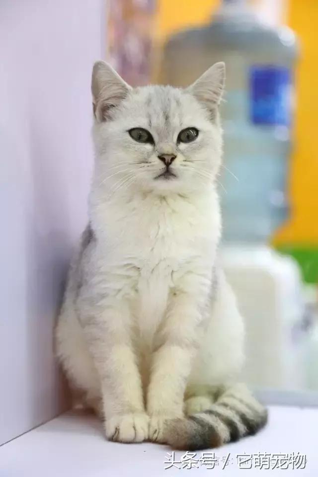 苏州宠物展观展,2019华东宠物展苏州