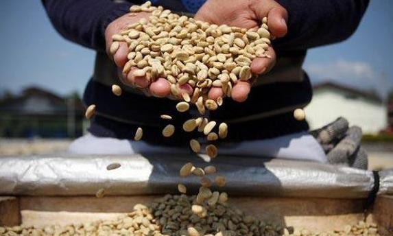 世界顶级咖啡猫屎咖啡,最贵猫屎咖啡10万