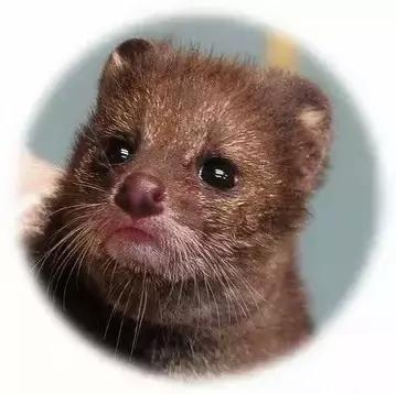 世界顶级咖啡猫屎咖啡,最贵猫屎咖啡10万