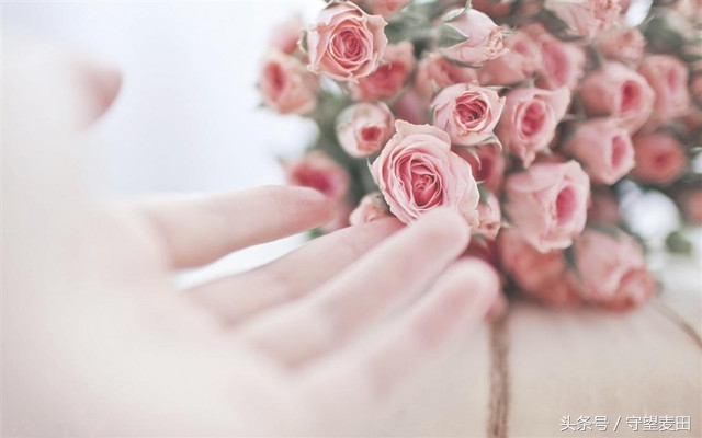 梦里花落知多少全文,梦里花落知多少