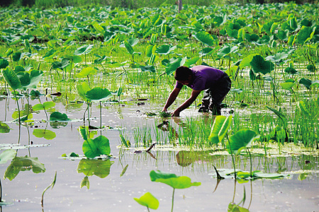 鱼缸种藕养泥鳅,种藕养泥鳅