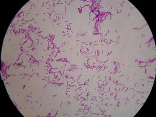 澳洲婴幼儿dha海藻油90粒,澳洲婴儿海藻dha奶粉