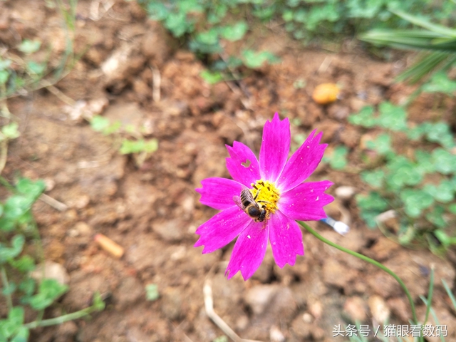 oppor9s的缺点和不足,oppor9s现在值得入手吗