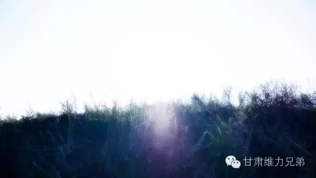 瑗垮拰鐧借妽,绉嶆鐧借妽鑷村瘜