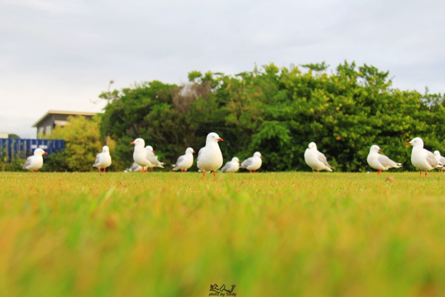 Hokitika的小城日记