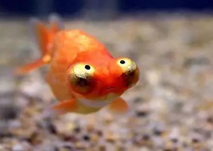 金鱼叫望天是什么鱼,望天金鱼纪录片