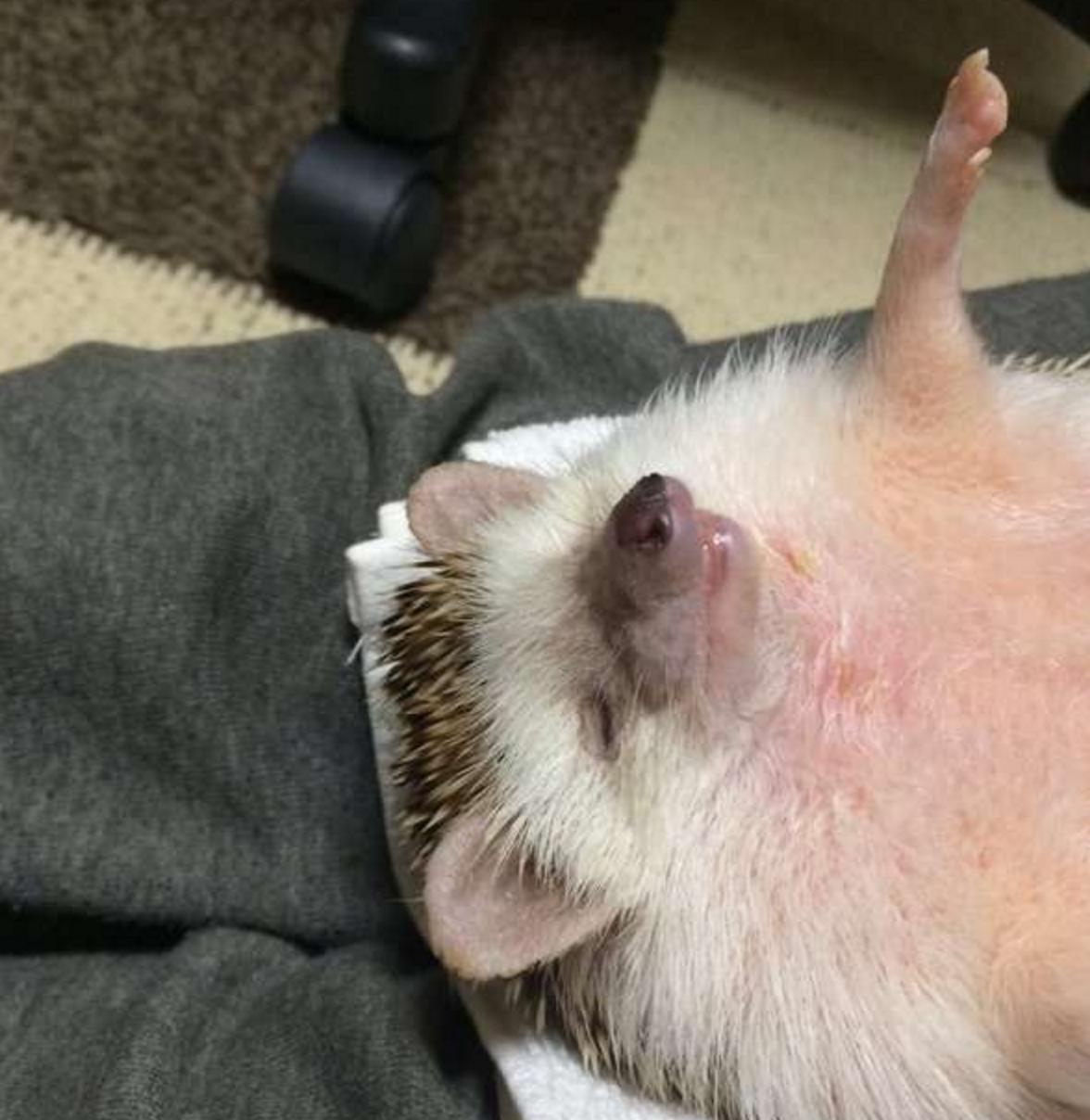 四脚朝天的刺猬,小刺猬四脚朝天躺在林间野道上