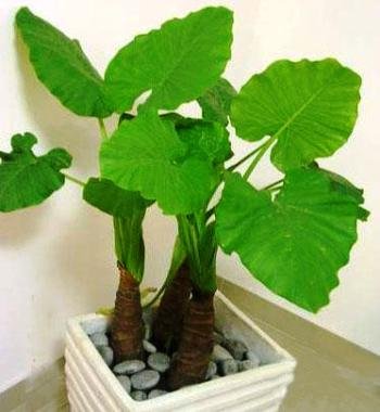 滴水观音的养殖方法有毒吗,滴水观音有毒能养吗