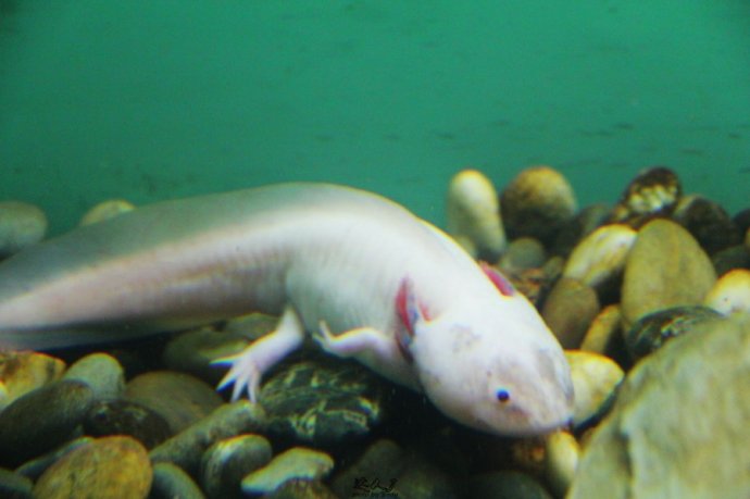 Hokitika的小城日记