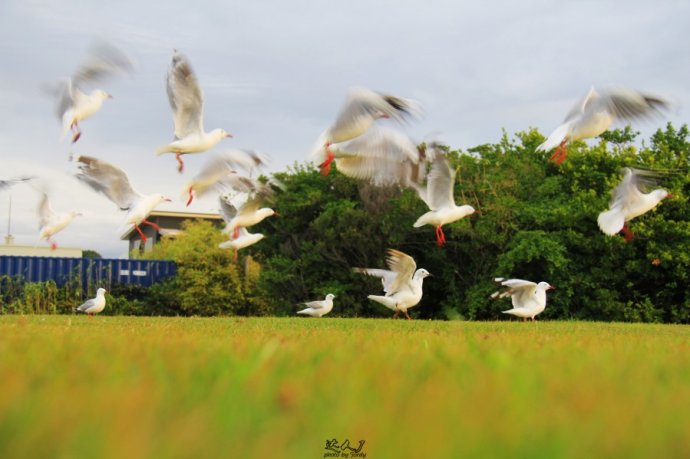 Hokitika的小城日记