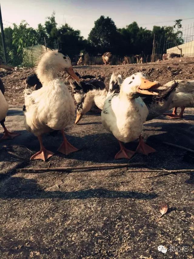 有一座慢待时光的农场，在四季牧歌里吟唱！