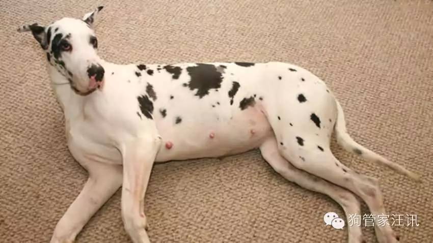 如何照顾怀孕期和哺乳期的母犬及幼仔