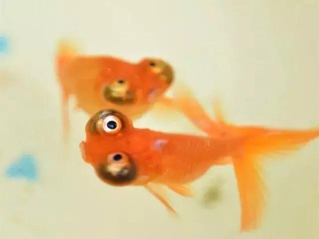 金鱼叫望天是什么鱼,望天金鱼纪录片