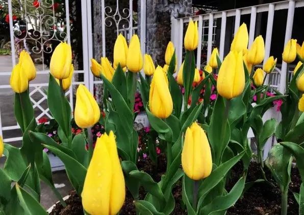 从东莞出发,不到两小时,就可以感受到靓爆灯的童话世界！