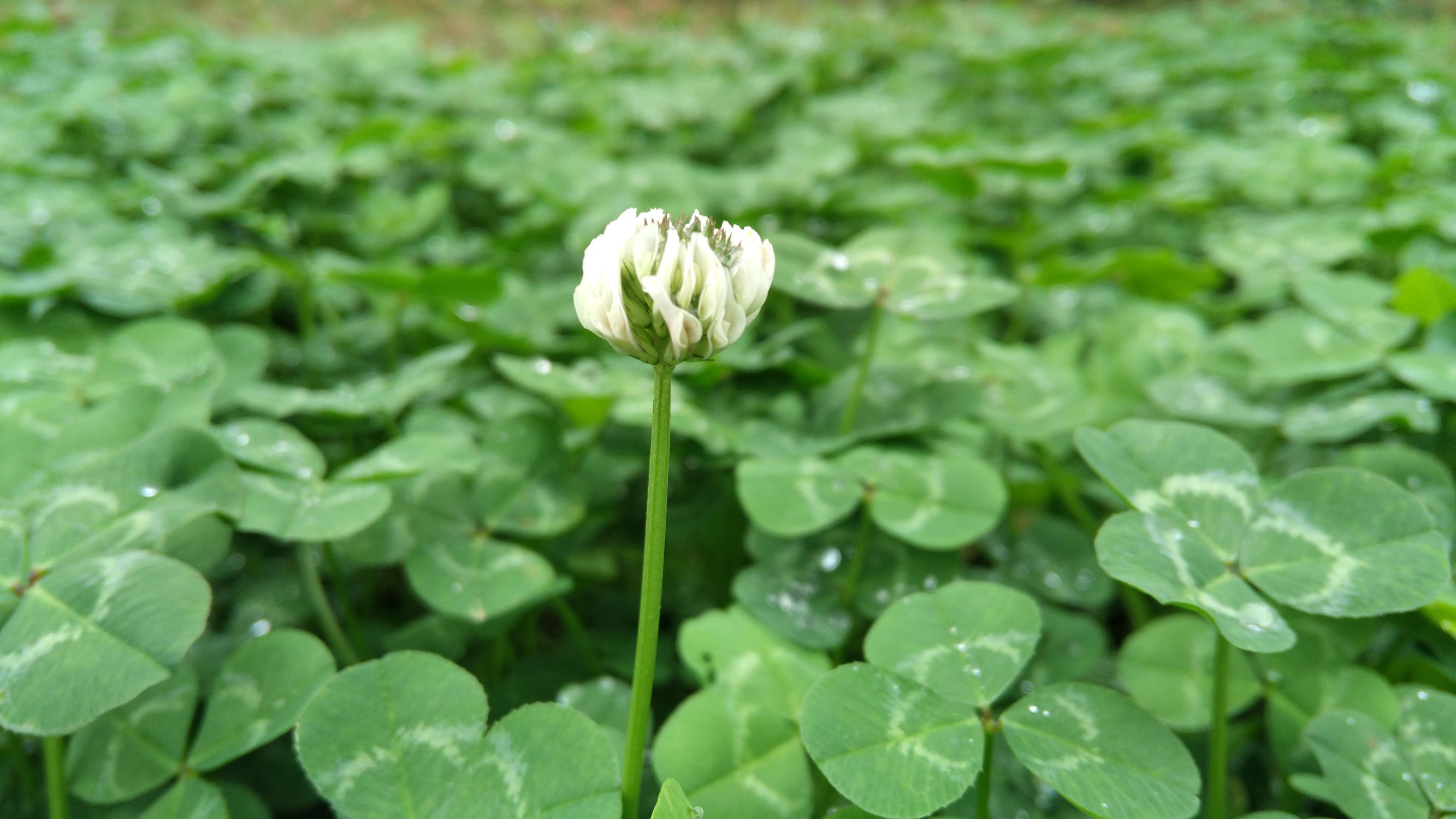 3倍光学变焦成像质量,小米12sultra120倍变焦成像