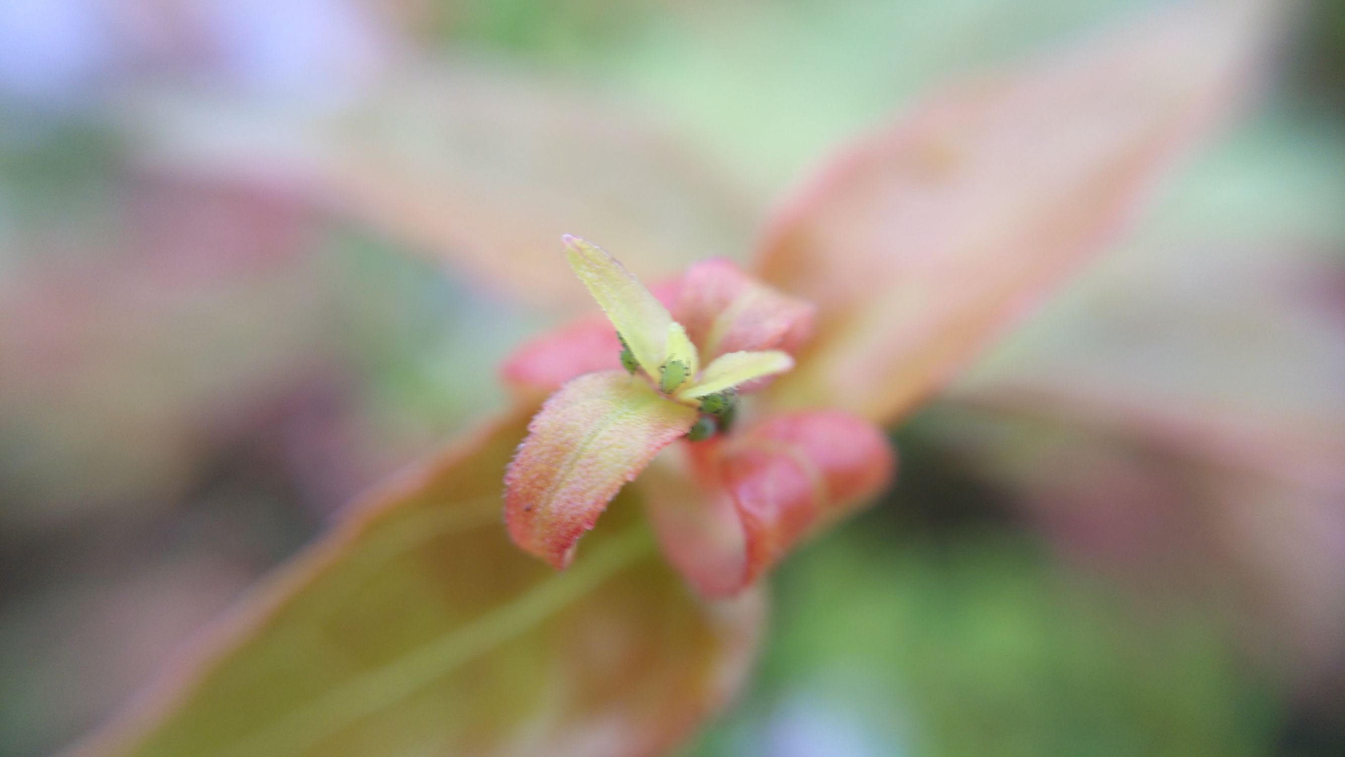 3倍光学变焦成像质量,小米12sultra120倍变焦成像