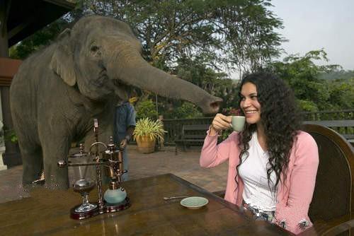 一杯1500元的黑象牙咖啡大象便便中的咖啡豆冲出的咖啡