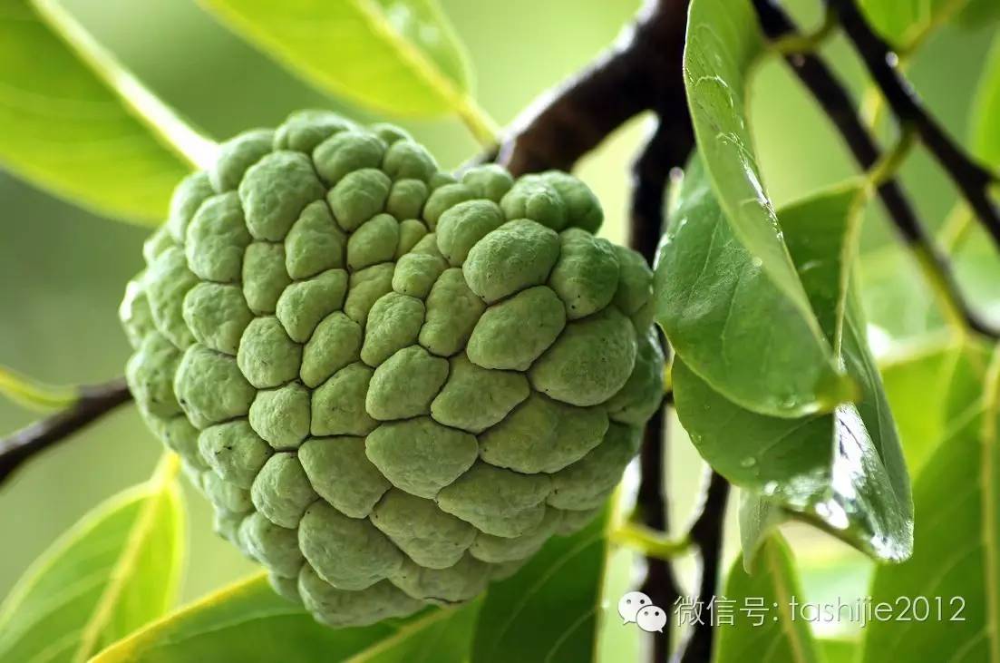 热带水果红牡丹,热带水果莲雾荔枝