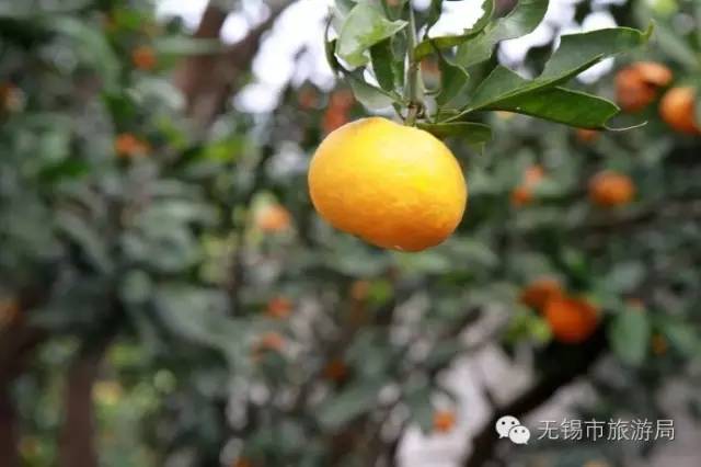 无锡一日游最佳景点旅游攻略,无锡旅游攻略一日游最佳线路推荐