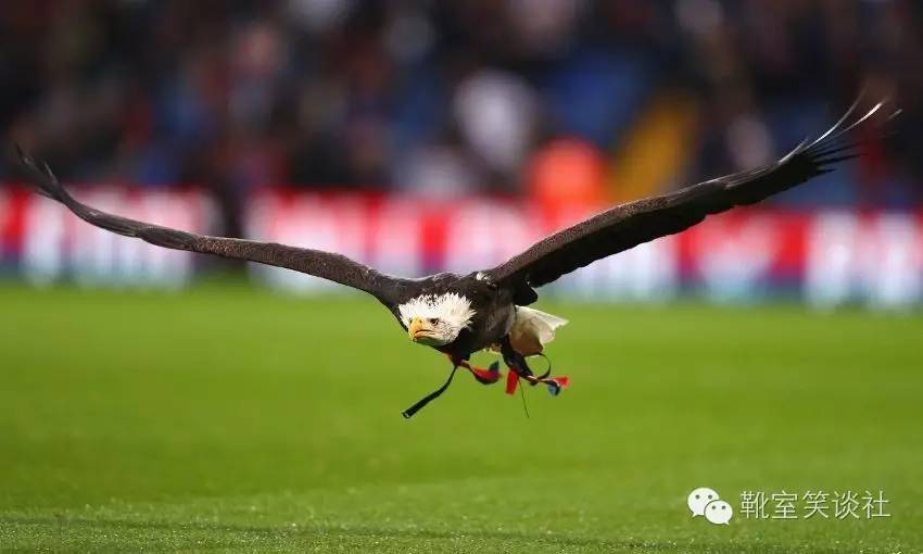 水晶宫对利物浦比赛视频,水晶宫利物浦比赛结果