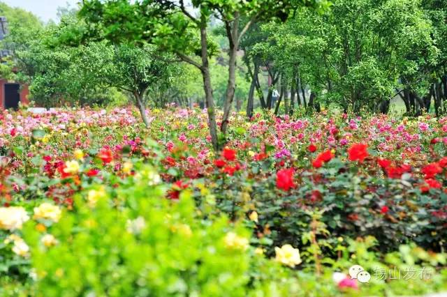 无锡一日游最佳景点旅游攻略,无锡旅游攻略一日游最佳线路推荐