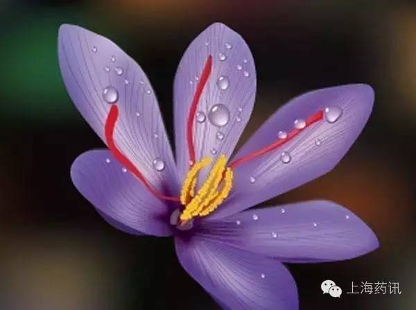 西红花总结,西红花漂亮吗