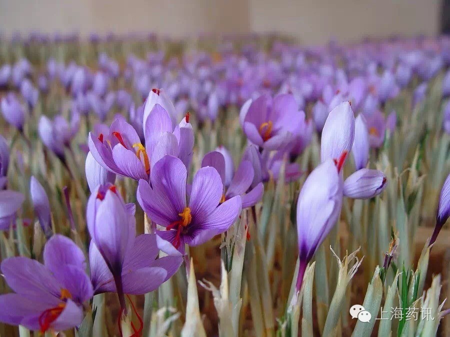 西红花总结,西红花漂亮吗