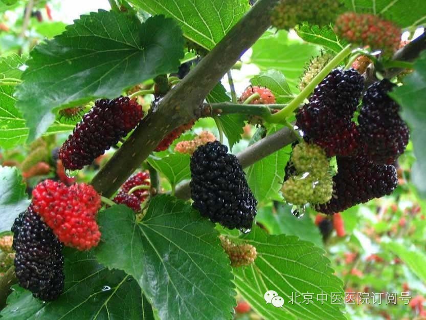 桑葚干是否有养肝的作用,桑葚泡水喝能养肝护肝