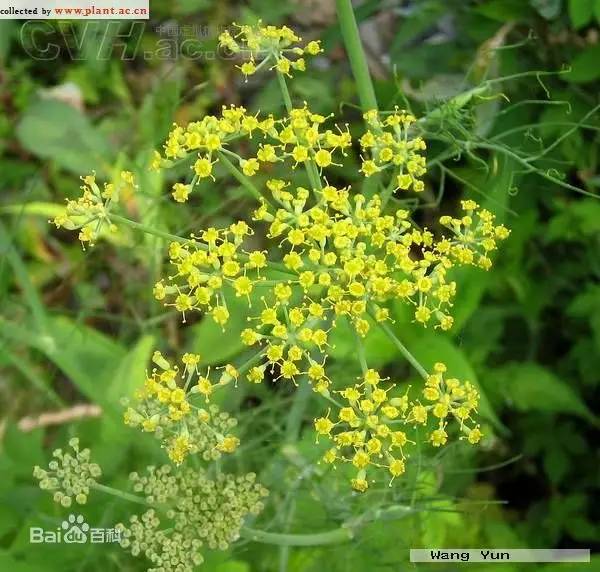 五大植物香料，让天府棒棒鸡韵味无穷