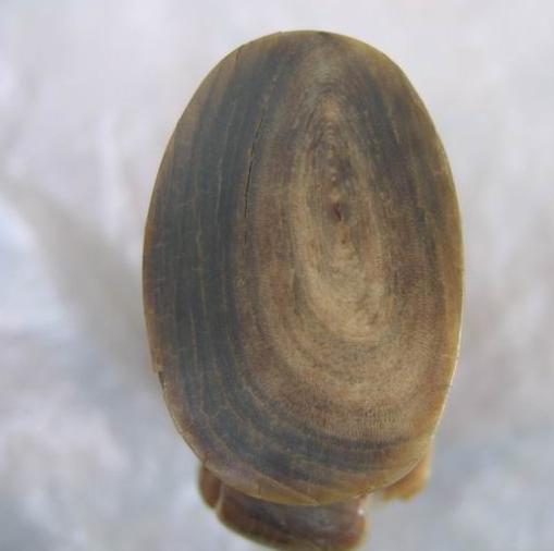 犀角中医讲解,有关犀角的辨别所有视频总汇