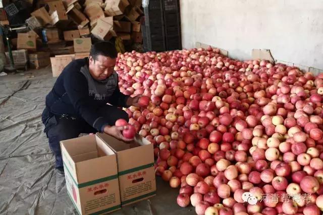 10块钱一斤的苹果真好吃,16块一斤的苹果真好吃