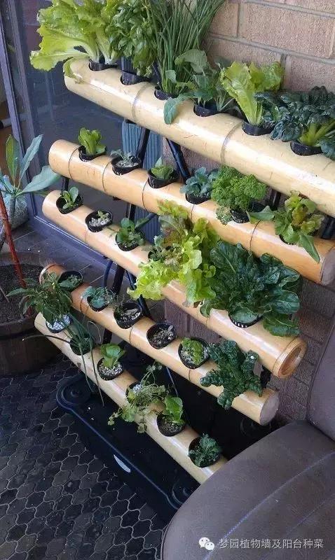 大面积植物墙,竹子植物背景墙