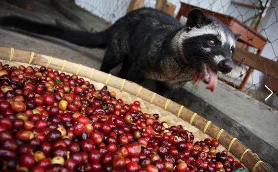 世界顶级咖啡猫屎咖啡,最贵猫屎咖啡10万