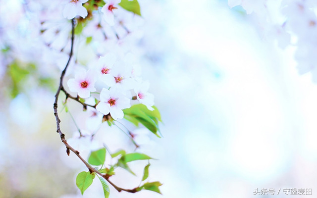 梦里花落知多少全文,梦里花落知多少