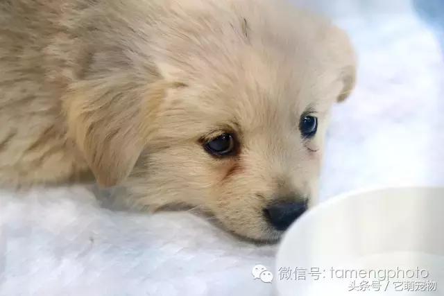 苏州宠物展观展,2019华东宠物展苏州