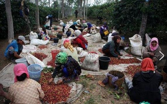 世界顶级咖啡猫屎咖啡,最贵猫屎咖啡10万