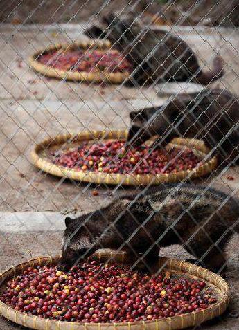 世界顶级咖啡猫屎咖啡,最贵猫屎咖啡10万