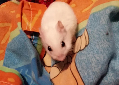 小仓鼠在笼里生活2年终被领养,小仓鼠生出来多少天可以找人领养