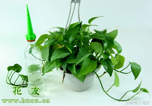 出差时花卉如何浇水,出差养花浇水技巧