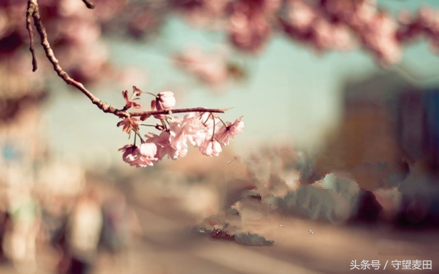 梦里花落知多少全文,梦里花落知多少