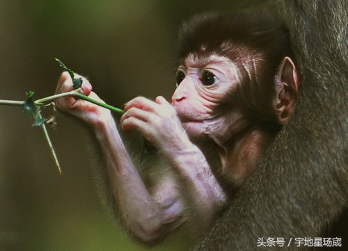 金猴六小龄童，与侏儒雷公，獠牙光头孙悟空，你敢喜欢谁？