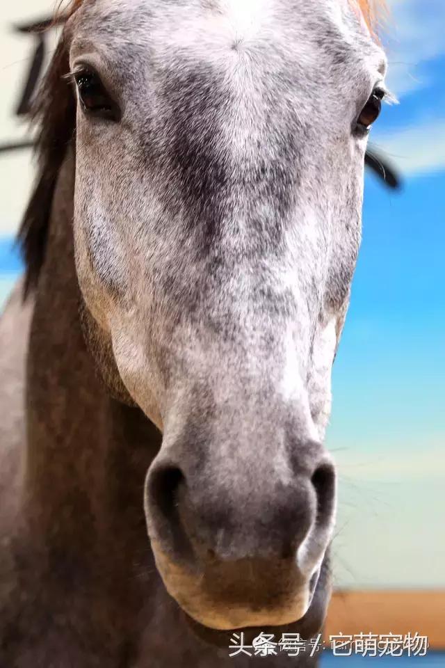 苏州宠物展观展,2019华东宠物展苏州