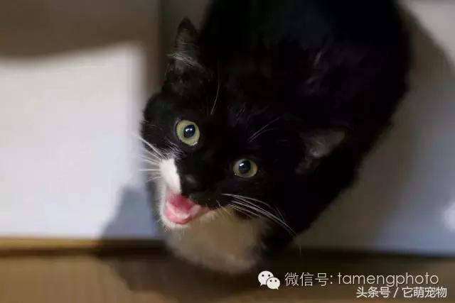 苏州宠物展观展,2019华东宠物展苏州