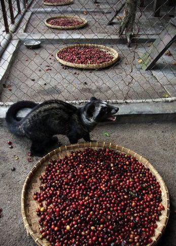 世界顶级咖啡猫屎咖啡,最贵猫屎咖啡10万