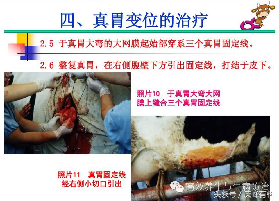奶牛真胃扩张的症状治疗方法,奶牛皱胃左方变位治疗方法