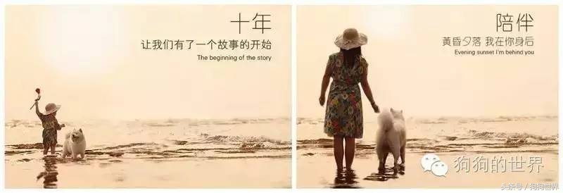 狗狗拉稀呕吐不吃东西怎么办,狗狗不吃饭呕吐没精神怎么办